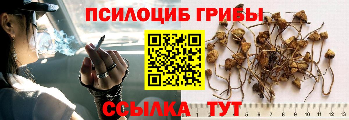 Михайловск  Псилоцибиновые грибы мухоморы  Вход с VPN 